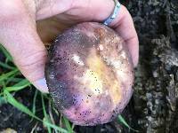 Russula xerampelina image