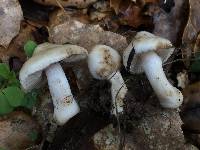 Inocybe geophylla image