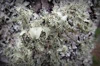 Usnea strigosa image