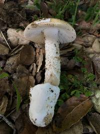 Amanita velosa image