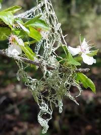 Ramalina menziesii image