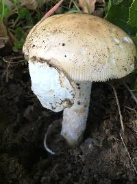 Amanita velosa image