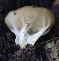 Helvella acetabulum image