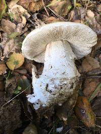 Amanita ocreata image