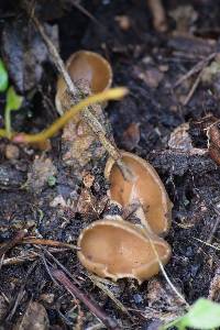 Helvella acetabulum image