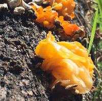 Tremella aurantia image