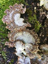 Schizophyllum commune image