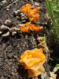 Tremella aurantia image