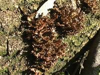 Schizophyllum commune image