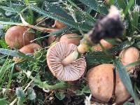 Marasmius oreades image