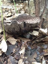 Strobilomyces strobilaceus image