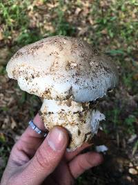 Amanita ocreata image