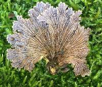 Schizophyllum commune image