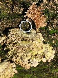 Schizophyllum commune image