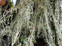 Ramalina menziesii image