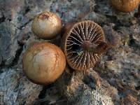 Psilocybe coprophila image