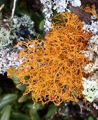 Teloschistes flavicans image