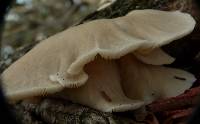 Pleurotus ostreatus image