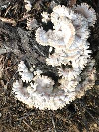 Schizophyllum commune image