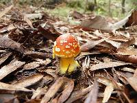 Amanita muscaria image