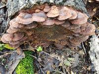 Phellinus gilvus image