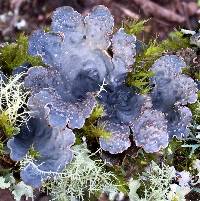 Lobaria scrobiculata image