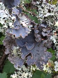 Lobaria scrobiculata image