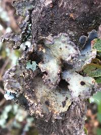 Lobaria scrobiculata image