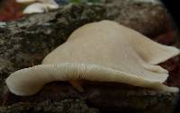 Pleurotus ostreatus image