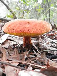 Boletellus russellii image