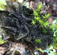 Collema furfuraceum image