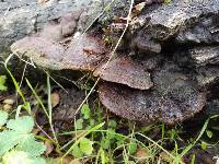 Phellinus gilvus image