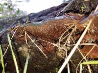 Phellinus gilvus image