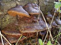 Phellinus gilvus image