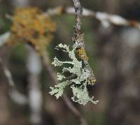 Ramalina complanata image