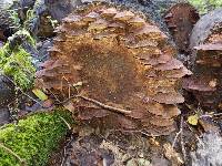 Phellinus gilvus image