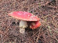 Amanita muscaria image