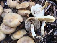 Agrocybe praecox image