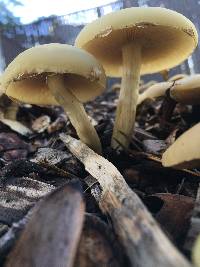 Agrocybe praecox image