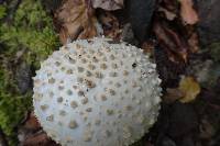 Amanita pareparina image