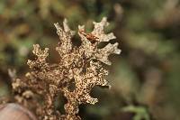 Pseudocyphellaria faveolata image