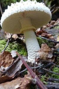 Amanita pareparina image