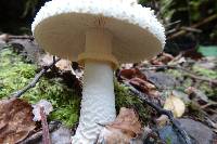 Amanita pareparina image