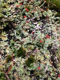 Cladonia bellidiflora image