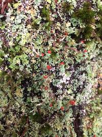 Cladonia bellidiflora image