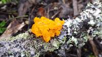 Tremella mesenterica image