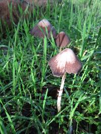 Psathyrella longipes image