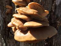 Pleurotus ostreatus image