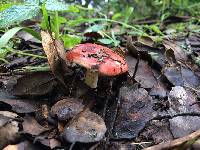 Russula cremoricolor image