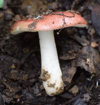 Russula cremoricolor image